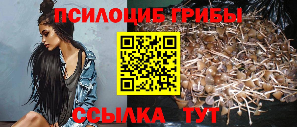 Псилоцибиновые грибы Psilocybe  Псилоцибиновые грибы мицелий  Вход с VPN  Соль-Илецк 